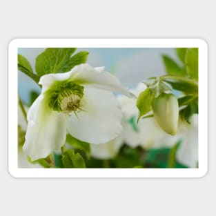 Helleborus x hybridus  &#39;Pretty Ellen White&#39;  Hellebore Sticker